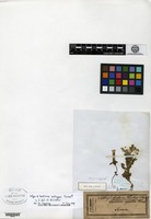 Isotype of Gentiana zollingeri Fawcett [family GENTIANACEAE]