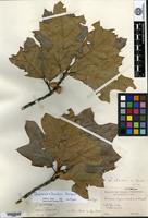 Isotype of Quercus bushii Sargent [family FAGACEAE]