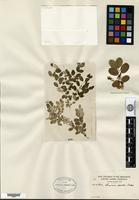Type of Lonicera ovalis Batalin [family CAPRIFOLIACEAE]