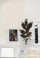 Isotype of Brachystegia kennedyi Hoyle [family CAESALPINIACEAE]