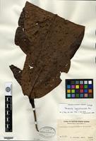 Isotype of Neonauclea longipedunculata Merrill [family RUBIACEAE]