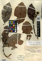 Isotype of Neonauclea unicapitulifera Ridsdale [family RUBIACEAE]