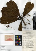 Isotype of Terminalia impediens Coode [family COMBRETACEAE]