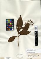 Isotype of Rondeletia colombiana Rusby [family RUBIACEAE]