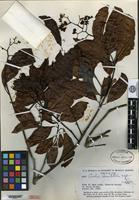 Holotype of Cordia lomatoloba I. M. Johnston [family BORAGINACEAE]
