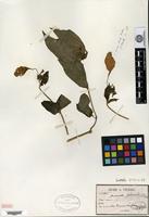 Isosyntype of Mussaenda subsessilis Pierre ex Pitard [family RUBIACEAE]