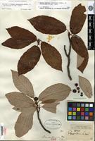 Holotype of Sorbus xanthoneura Rehder [family ROSACEAE]