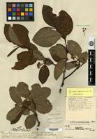 Isotype of Sorbus wardii Merrill [family ROSACEAE]
