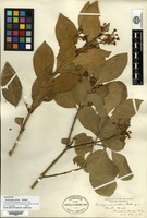 Syntype of Euonymus patens Rehder [family CELASTRACEAE]
