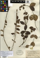 Holotype of Euonymus radicans Siebold ex Miquel f. coloratus Rehder [family CELASTRACEAE]
