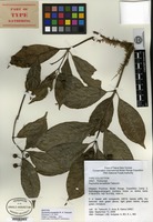 Isotype of Psychotria ternatifolia W. N. Takeuchi [family RUBIACEAE]