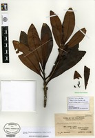 Syntype of Timonius pachyphyllus Merrill [family RUBIACEAE]