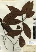 Isotype of Ixora ihuensis S. Moore [family RUBIACEAE]