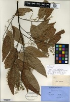 Isotype of Hopea vasta Wallich ex de Candolle [family DIPTEROCARPACEAE]