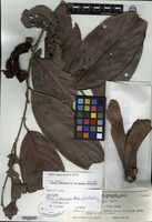 Isotype of Shorea amplexicaulis P. S. Ashton [family DIPTEROCARPACEAE]