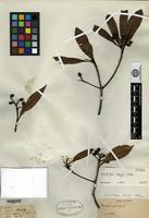 Syntype of Eriobotrya henryi Nakai [family ROSACEAE]