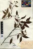 Type of Photinia fokiensis Franchet ex Cardot [family ROSACEAE]