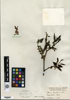 Isotype of Morus cavaleriei H. Léveillé [family MORACEAE]