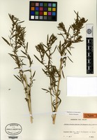 Isotype of Kochia parodii Aellen [family CHENOPODIACEAE]