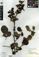 Type? of Rubus rotundifolius Wall. [family ROSACEAE]