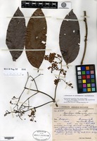 Isotype of Banisteria sellowiana A. Jussieu f. grandifolia Niedenzu [family MALPIGHIACEAE]