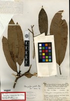 Holotype of Mangifera inocarpoides Merrill & L. M. Perry [family ANACARDIACEAE]