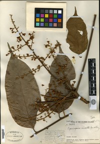 Holotype of Cupaniopsis caudata Merrill & L. M. Perry [family SAPINDACEAE]