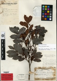 Holotype of Guioa crenifoliola Merrill & L. M. Perry [family SAPINDACEAE]