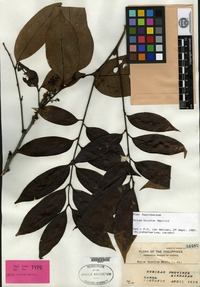 Isotype of Guioa bicolor Merrill [family SAPINDACEAE]
