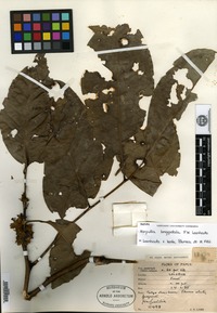 Isotype of Harpullia longipetala Leenhouts [family SAPINDACEAE]