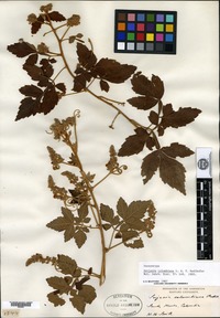 Isosyntype of Serjania colombiana Radlkofer [family SAPINDACEAE]