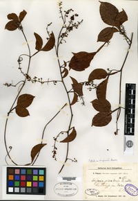 Type? of Serjania piscatoria Radlkofer [family SAPINDACEAE]