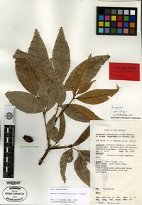 Isotype of Arytera novaebrittaniae H. Turner [family SAPINDACEAE]
