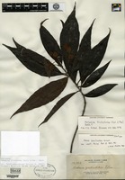 Isotype of Adina zschokkei Elmer [family RUBIACEAE]