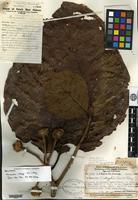 Holotype of Neonauclea versteeghii Merrill & L. M. Perry [family RUBIACEAE]