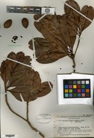 Type of Wallacea riparia Gleason & A. C. Smith [family OCHNACEAE]