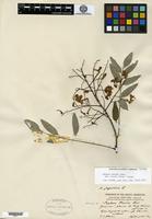 Isotype of Sophora mairei Pamp. [family FABACEAE]