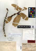 Isotype of Nesoluma st.johnianum H. J. Lam & B. Meeuse [family SAPOTACEAE]