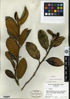 Holotype of Solanum woodburyi R. A. Howard [family SOLANACEAE]