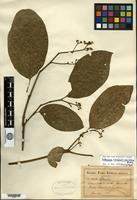 Isosyntype of Solanum confertiseriatum Bitter [family SOLANACEAE]