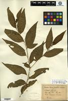 Isotype of Solanum hypocalycosarcum Bitter [family SOLANACEAE]
