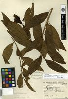 Isotype of Solanum trichoneuron Lillo [family SOLANACEAE]