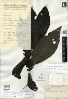 Isotype of Airosperma fuscum S. Moore [family RUBIACEAE]
