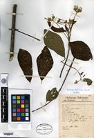 Isotype of Guettarda boliviana Standley [family RUBIACEAE]