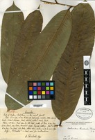 Type of Eschweilera rimbachii Standley [family LECYTHIDACEAE]