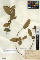 Syntype of Solanum pachyneurum O. E. Schulz [family SOLANACEAE]