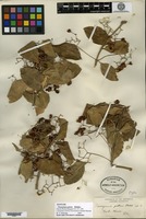 Syntype of Euonymus patens Rehder [family CELASTRACEAE]