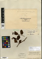 Isotype of Neillia glandulocalyx H. Léveillé [family ROSACEAE]