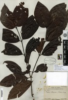 Isotype of Ixora ihuensis S. Moore [family RUBIACEAE]