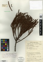 Holotype of Dacrydium pectinatum de Laubenfels [family PODOCARPACEAE]